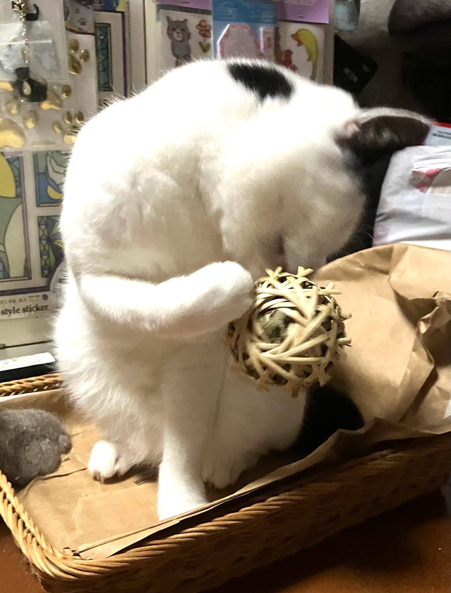 Facebook「にゃなか」愛する猫の写真募集してます。
