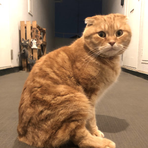 ふじさん