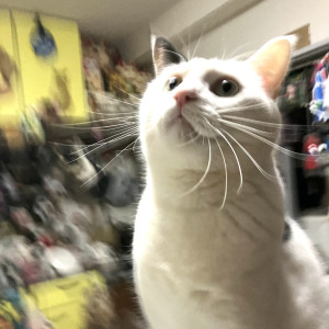 ホピ