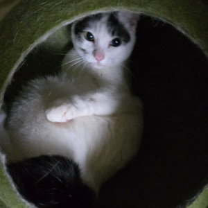 こころ