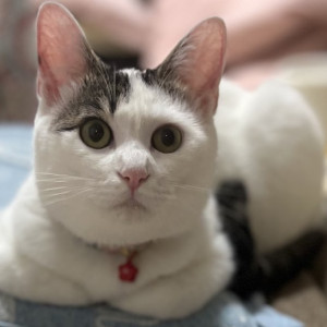 しらたま