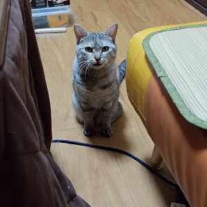 ちびすけ