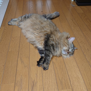 モモ