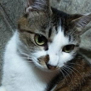 こかげ