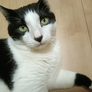 ごま