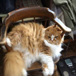 かわちゃん