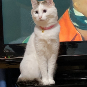 かんな