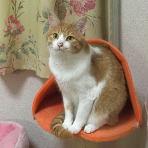 ラブ