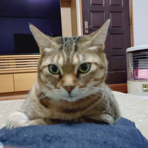めい