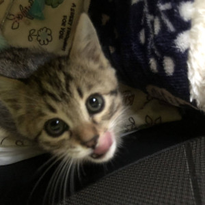 みかん