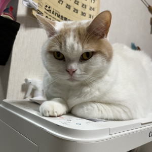 がんも
