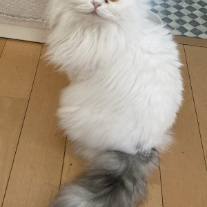 にゃんぶ